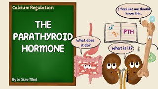 The Parathyroid Hormone  PTH  Calcium Regulation  Endocrine Physiology [upl. by Ayouqes]