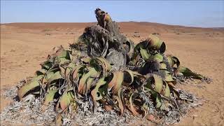 Welwitschia mirabilis [upl. by Harolda]