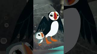 Puffin Rock Seagull Tap shorts reels [upl. by Arnulfo]