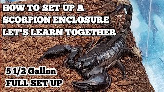 HOW TO SET UP A EMPEROR amp BLACK FOREST SCORPION ENCLOSURE5 12 GALLON [upl. by Zoi564]