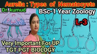 Aurelia Types Of Nematocysts NematocystStructureL3 Zoology BSc1st Year UP TGT PGT BIOLOGY [upl. by Nerhtak]