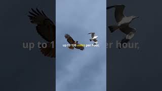 Great Horned Owl vs Red Tailed Hawk facts shortvideo trending trendingshorts youtubeshorts [upl. by Tik]