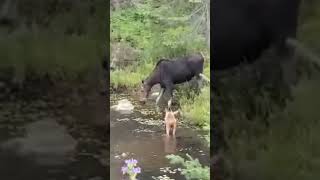 Moose and calf scary amazing [upl. by Abrahams154]