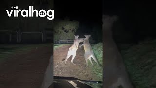 Driver Waits for Tussling Kangaroos to Sort Out Their Issues  ViralHog [upl. by Pry]