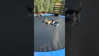 Miniature Dachshunds Playing on a Trampoline [upl. by Murrell504]