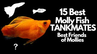 The 15 Best Molly Fish Tankmates 🐟 [upl. by Alyac588]