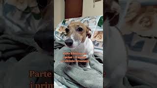 La risonanza magnetica 😂 merybijouesciarpina pucci jackrussell comedy [upl. by Acinat978]