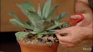 How to Prune Agaves Jeff Pavlat Central Texas Gardener [upl. by Starkey]