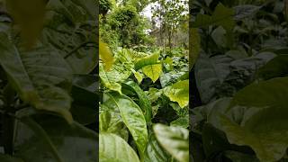 My coffee plantation in village  Agriculture  coffee karnatakaphotography explore [upl. by Manheim629]