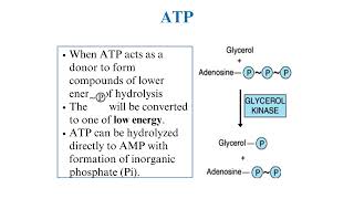 Overview of Metabolism part 2 [upl. by Wakerly]