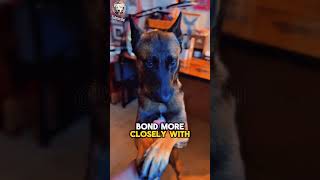 Belgian Malinois vs German Shepherd🐕⚖️ Key Differences You Need to Know woofpassion dogbreed pet [upl. by Cohberg]