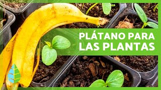 Usos Sorprendentes de la CÁSCARA de PLÁTANO  Beneficios Naturales del Plátano [upl. by Anastice]