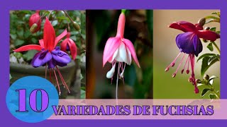 10 VARIEDADES de FUCSIAS más HERMOSAS IDENTIFICADAS🌺🌸 [upl. by Pirzada600]