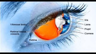 Visual System The Eye  Brain Anatomy Anatomy of the Human Brain [upl. by Ahseekal]