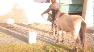 Poulain en action sur parcours Starter dhorse agility [upl. by Atinal750]