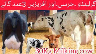 Girlendo cow for sale in Pakistan ll Girlendo cow farm in Pakistan ll jersey cow for sale [upl. by Prosser]