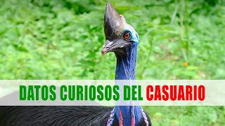 Casuario  Datos curiosos de animales [upl. by Nomad15]