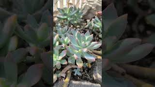 Graptopetalum Paraguayense succulent [upl. by Yaeger]