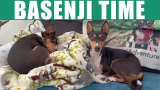 Basenji Time [upl. by Aihsyt]