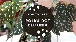 HOW TO CARE BEGONIA MACULATA WIGHTII [upl. by Beitris]