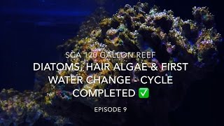 SCA 120 Gallon Reef Tank  Ep9  Diatoms Hair Algae amp First Waterchange  Cycle Completed [upl. by Allimak759]