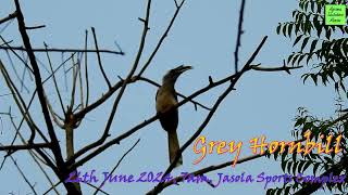 2024 HORNBILL 26JUN DR SURESH SACHDEVA [upl. by Thorfinn]