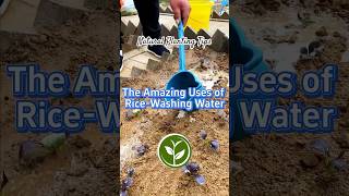 The amazing uses of RiceWashing water shortvideo plants youtubeshorts garden howto viralvideo [upl. by Eerased]