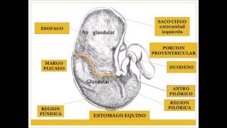 MEDICINA VETERINARIA  Clinica de Equinos  Patologia del Estomago [upl. by Eelatan]