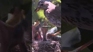 Discover the bird with the best song on the planet wildlife wildlifediversity naturedocumentary [upl. by Malaspina]