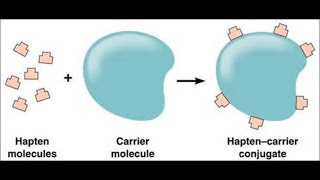 Haptens and Adjuvants [upl. by Kistner]