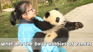 What Are The Daily Hobbies Of Pandas  iPanda [upl. by Anaujal401]