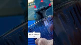 Bird Drinking and driving funny cute pets birds bluejay [upl. by Yreva]