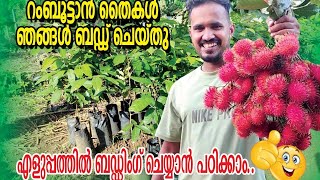 Rambutan Budding Easy method ബഡ്ഡിംഗ് പഠിച്ചാൽ ഒരുപാട് ഗുണങ്ങൾ ഉണ്ട്Budding malayalam video [upl. by Komarek]