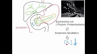 CORSO DI MICROBIOLOGIA ALIMENTARE  LEZIONE 7  COME I BATTERI COLONIZZANO IL TRATTO ALIMENTARE [upl. by Laitselec685]