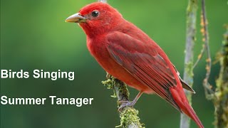 Birds Singing  Summer Tanager  Sounds of Nature [upl. by Parshall]