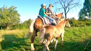 The 15 Best Work amp Draft Horse Breeds [upl. by Aljan]