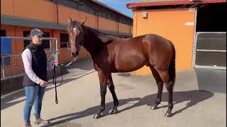 Tagaloa ex Rockaroo colt update [upl. by Petite]