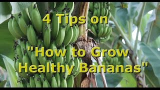 4 Tips on quotHow to Grow Healthy Organic Bananasquot with Brendon McKeon [upl. by Higgins667]