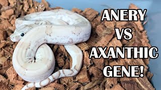 AXANTHIC vs ANERY GENE WHATS THE DIFFERENCE [upl. by Euton]