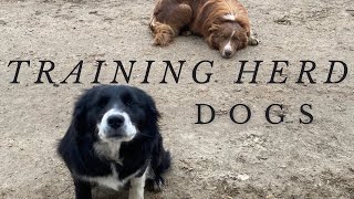 How to train your livestock herding dog [upl. by Simone33]