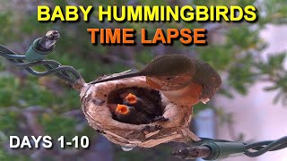 Baby Allens Hummingbird Life Cycle Growing Fast Days 110 [upl. by Nnaynaffit]