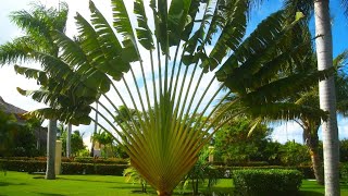 Travelers Palm Tree Ravenala madagascariensis [upl. by Erdda779]