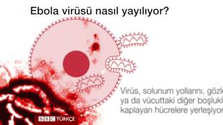 60 SANİYE Ebola nedir nasıl bulaşır  BBC TÜRKÇE [upl. by Nyleek]