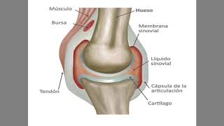 🦵 CÓMO CURAR EL LIQUIDO EN UNA RODILLA INFLAMADA [upl. by Dachy]