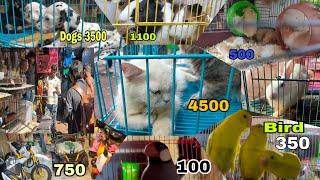 Cheapest Pet market in mumbai 2024 crofwood Market Street [upl. by Jew]