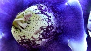 Gloxinia  Sinningia In Flower amp Winter Rest [upl. by Eenafets]