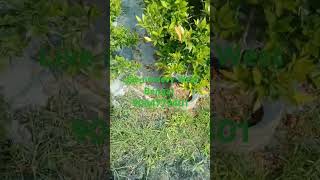 Red syzygium plant Live nursery West Bengal [upl. by Aenyl]