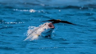 Bird vs Fish  Blue Planet II [upl. by Wilma]