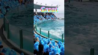 ルーナちゃんの連続ベリービートかっこい～ Shorts 鴨川シーワールド 鴨シー kamogawaseaworld killerwhale orca シャチ シャチショー [upl. by Hatfield85]