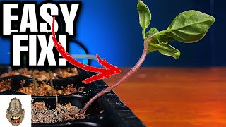 How To Stop Leggy Seedlings Dont Give Up Yet [upl. by Nosde]